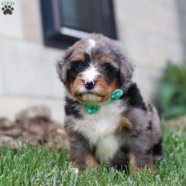 Leo, Mini Bernedoodle Puppy